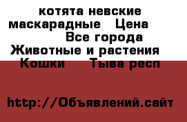 котята невские маскарадные › Цена ­ 18 000 - Все города Животные и растения » Кошки   . Тыва респ.